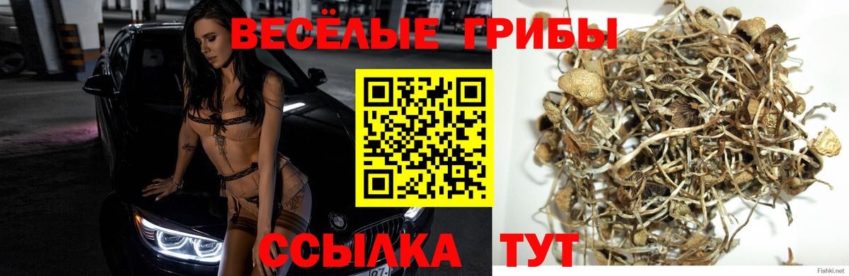 Галлюциногенные грибы Psilocybe Электрогорск